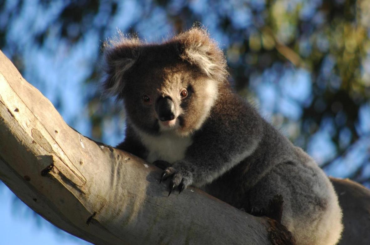 كاب أوتواي Bimbi Park - Camping Under Koalas المظهر الخارجي الصورة