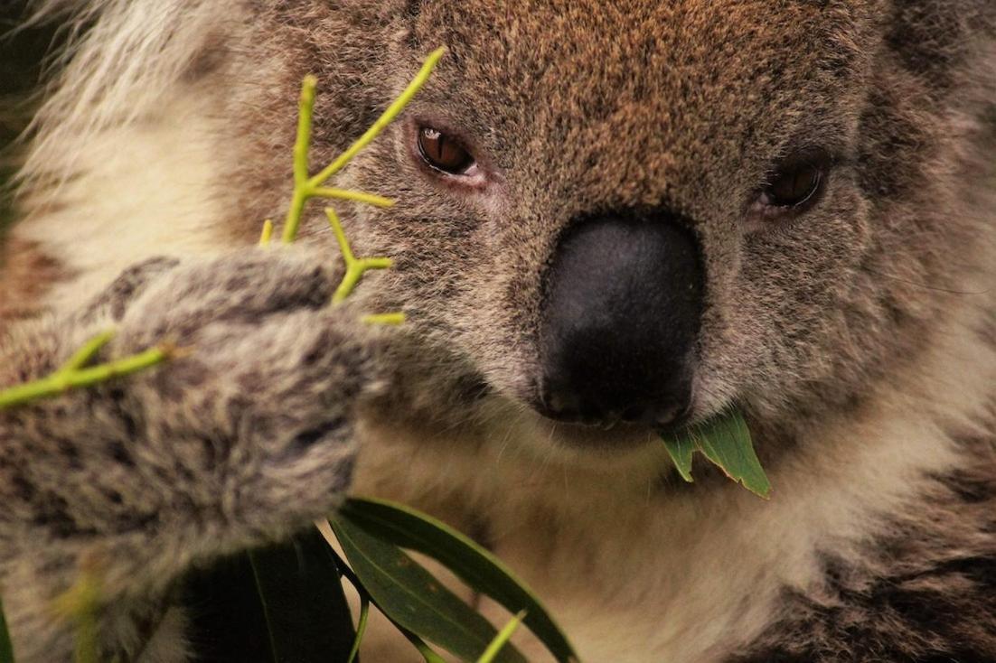 كاب أوتواي Bimbi Park - Camping Under Koalas المظهر الخارجي الصورة