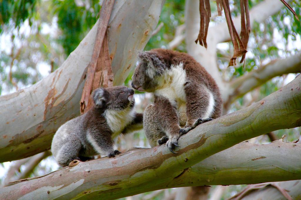 كاب أوتواي Bimbi Park - Camping Under Koalas المظهر الخارجي الصورة